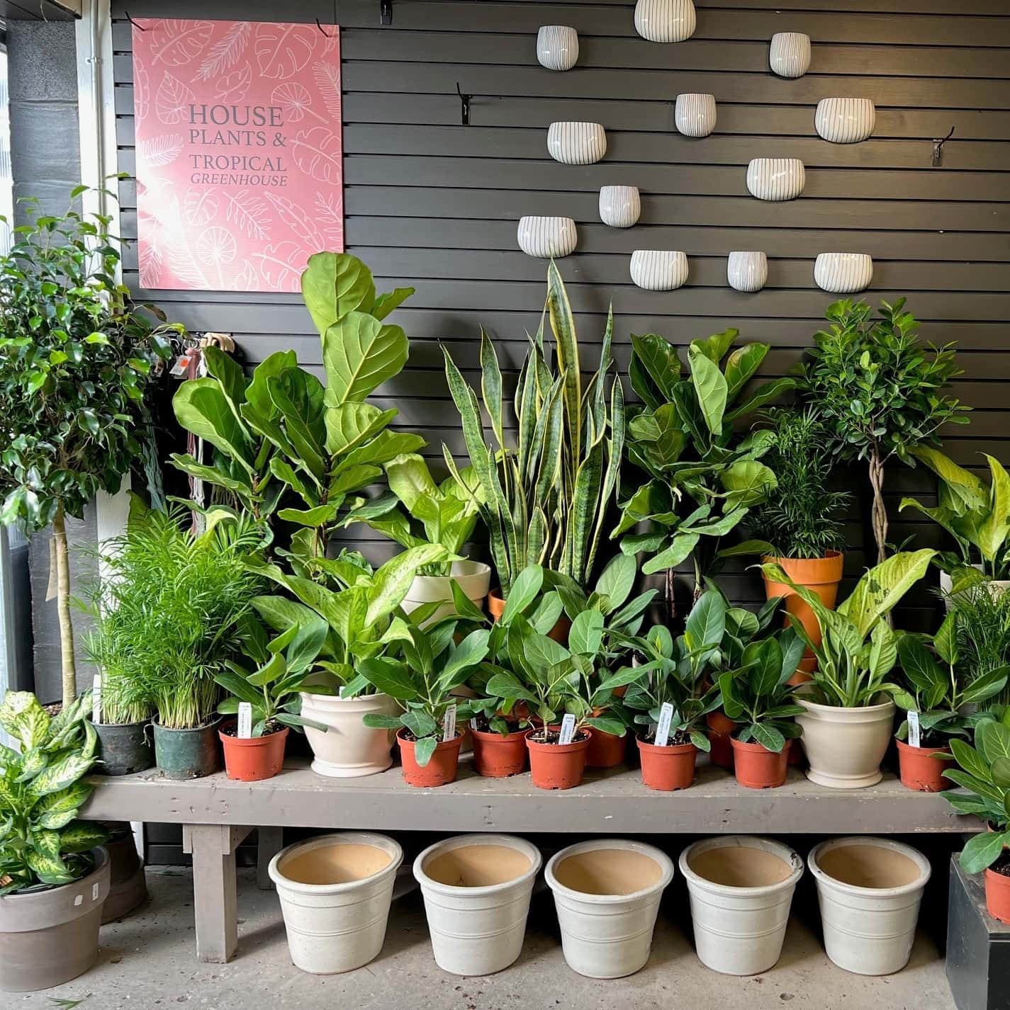 House plants and tropical greenhouse display for beginners