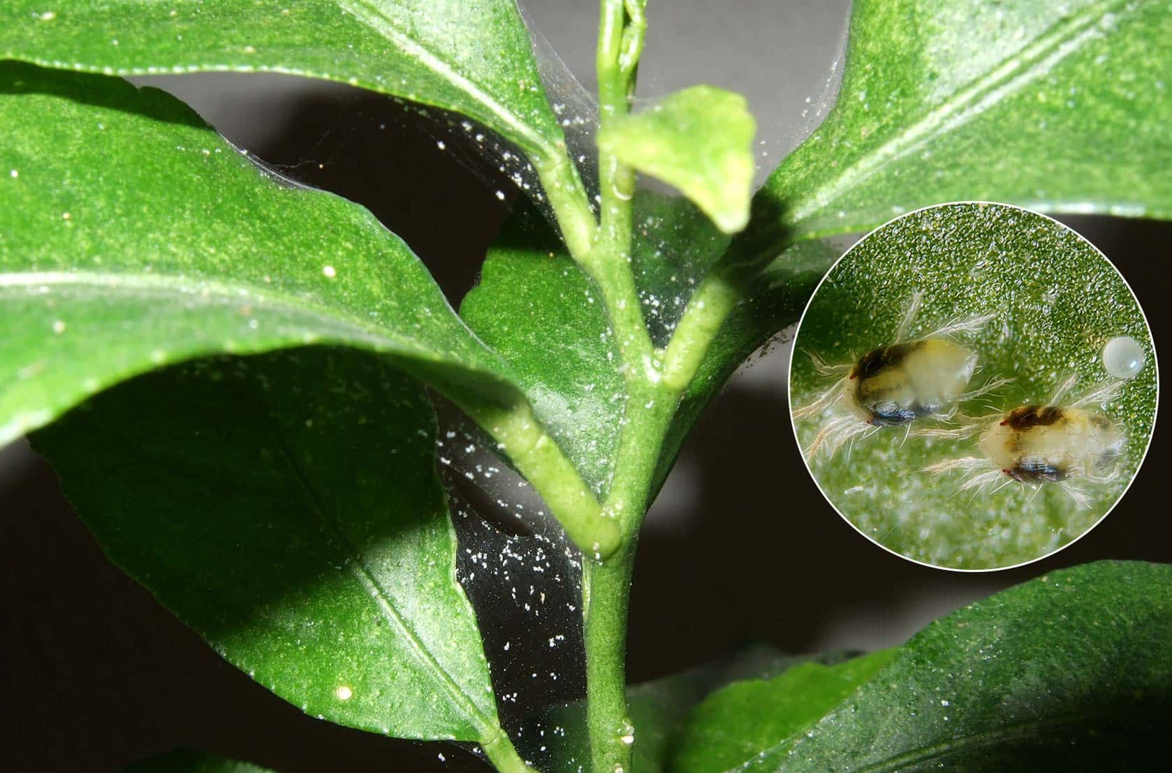 Spider mites infestation on plant leaves — pest identification guide