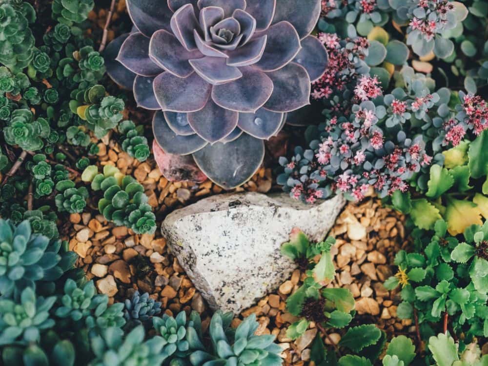 Colourful succulent garden with echeveria and sedum varieties